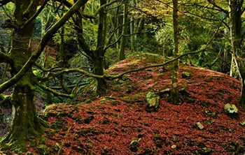 Biescona, Hayedo del Sueve Asturias